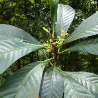 Agrostistachys borneensis Becc.